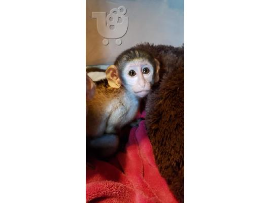 Battle Fed Capuchin πιθήκους χρειάζονται νέα σπίτια